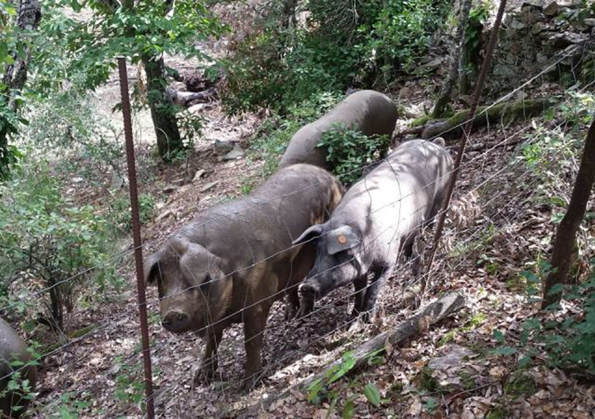 visitar la Sierra de Aracena desde Sevilla